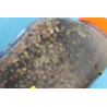 DYNAMITE BAITS mixed Particle 2.5 litres
