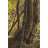 SOLAR Undercover Camo Rod Holldall 3+2 Rod 12'