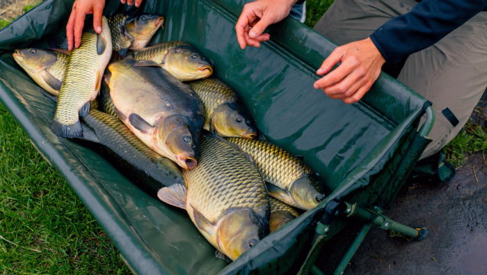 Pêche à la carpe - Tout le matériel pour pêcher comme un pro