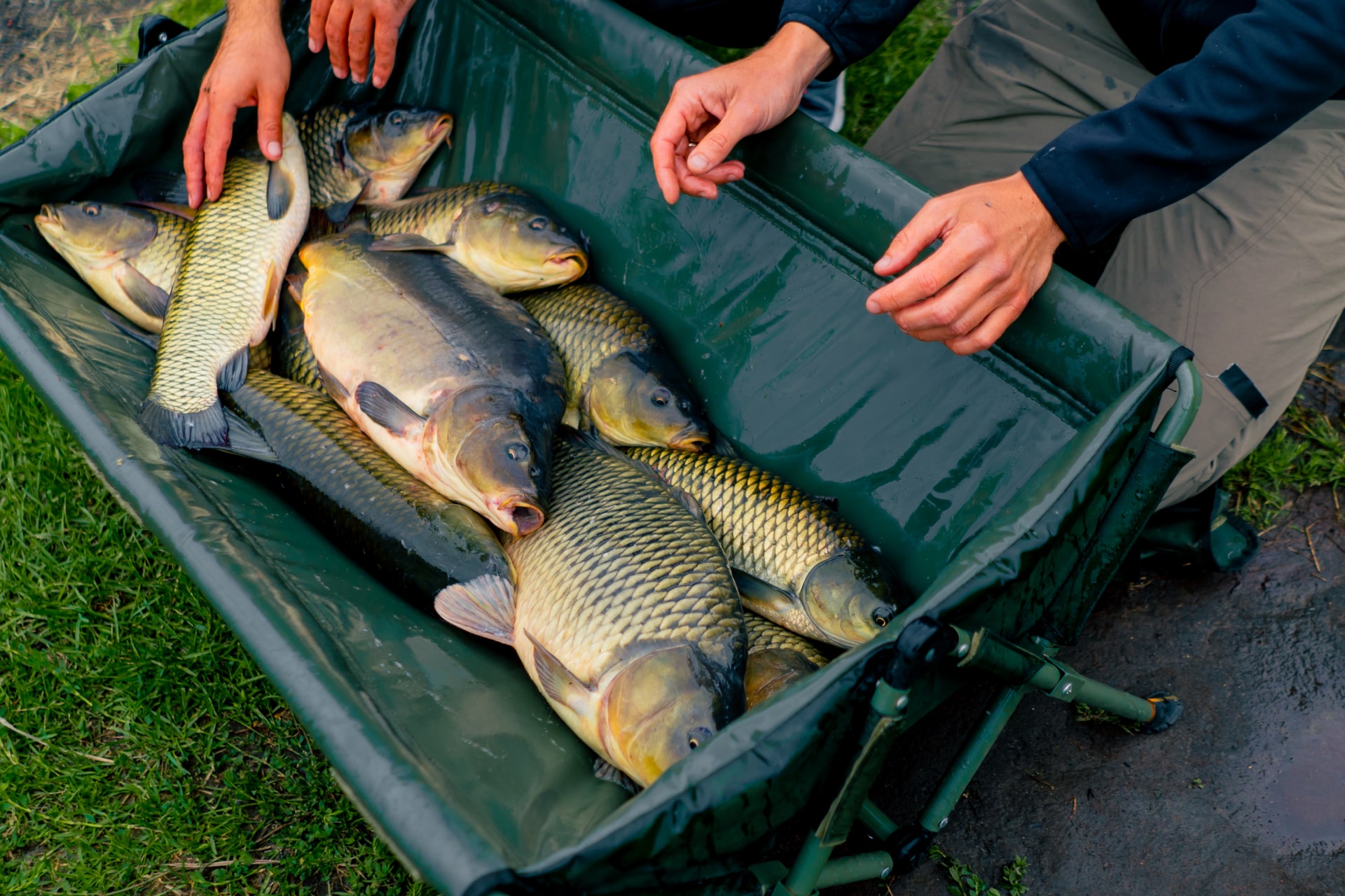 Pêche à la carpe